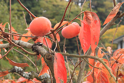 柿の実と紅葉した葉の写真