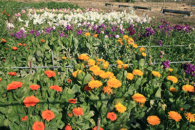 色とりどりの花が咲くお花畑の写真