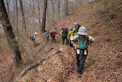 雑木林に変わった登山道を登っている写真