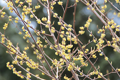 シロモジと思われる花の写真