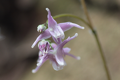 イカリソウの花の写真
