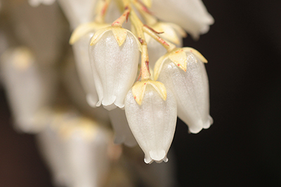 アセビの花のアップの写真