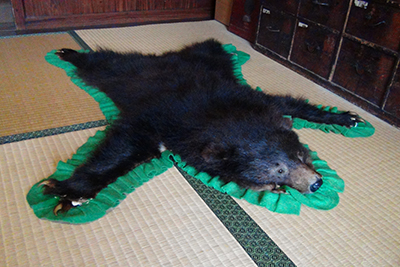 ツキノワグマの毛皮の写真
