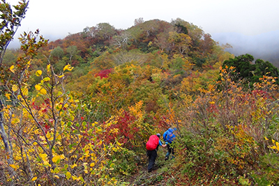 紅葉の美しい尾根を登っている写真
