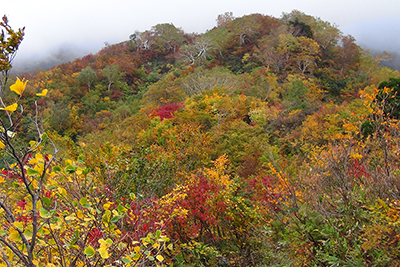 紅葉の美しい中ノ池手前の尾根の写真