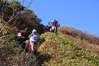 朝日岳に向かってクマザサ帯を歩いている写真
