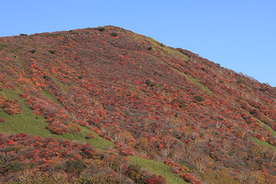 鬼面山と紅葉の写真