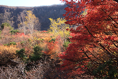 瓢箪池付近の紅葉の写真