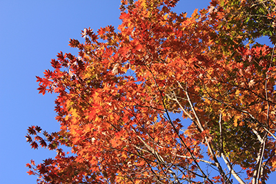 紅葉したカエデの写真