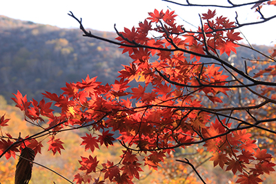 真っ赤に紅葉したカエデの写真