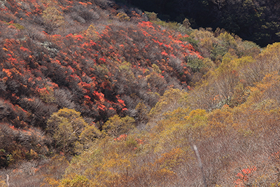 隠居倉付近から見た紅葉した山腹の写真