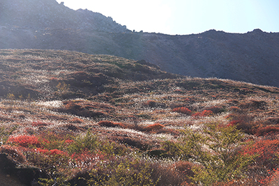 紅葉と逆光に光る穂の写真
