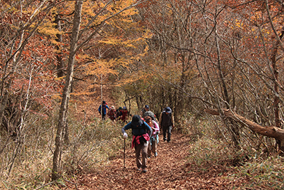 紅葉と落ち葉のきれいな道を登っている写真