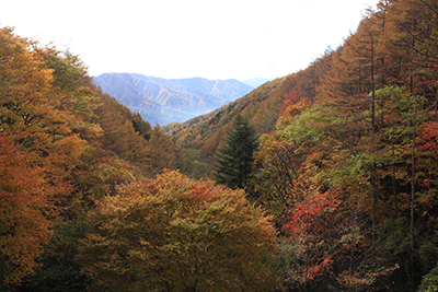 柳沢峠付近の紅葉の写真