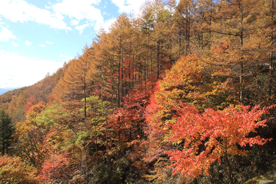 柳沢峠付近の紅葉の写真