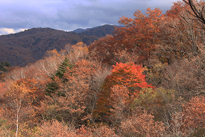 板橋峠に向かう尾根の紅葉の写真