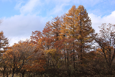 紅葉したカラマツの写真