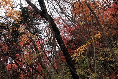 赤と黄色の紅葉の写真