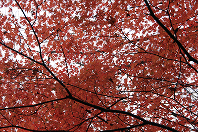 赤く紅葉したいろはもみじの写真