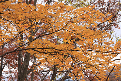 黄色く紅葉したもみじの写真