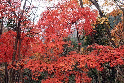 真っ赤に紅葉したもみじの写真