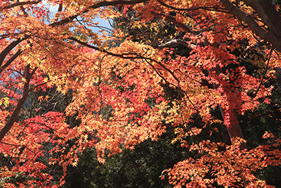 まだ見られた紅葉したカエデの写真
