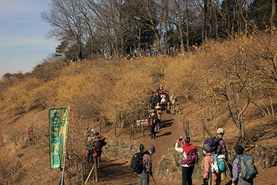山頂の満開のロウバイと写真を撮る人たちの写真