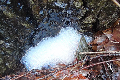 樹皮から流れ出た液体がきれいな泡となってまとまっている写真