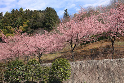 夕焼け小焼けの里付近の河津桜の写真