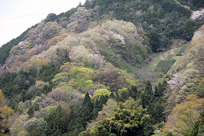 山腹の芽吹きや新緑の木々の写真