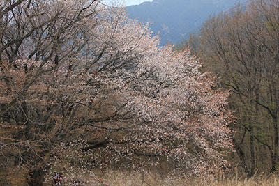陣馬山山頂付近のサクラの写真