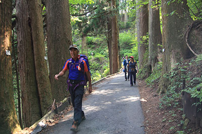 御岳山から滝本に向けて杉林を下っている写真