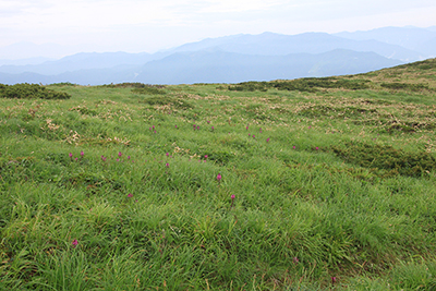 ヨツバシオガマの咲く草原と白砂山方面の写真