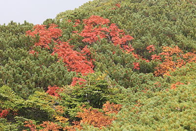 紅葉したナナカマドとハイマツの写真