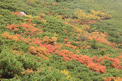 紅葉したナナカマドなどとハイマツの写真