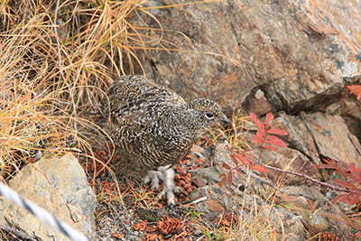 中盛丸山付近で見られたライチョウの写真