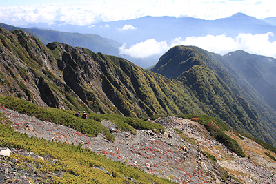 これから下山する大倉尾根の写真