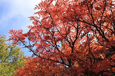 真っ赤に紅葉したナナカマドの写真