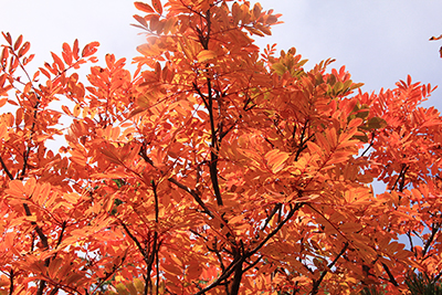 富士見平近くの真っ赤に紅葉したナナカマドの写真
