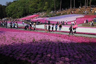 羊山公園の芝桜の写真