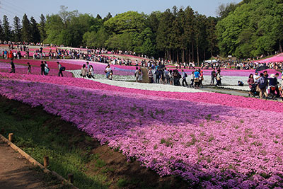 羊山公園全体の写真