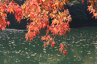 碓氷湖に映える紅葉の写真