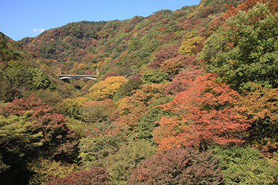 眼鏡橋から見た紅葉の写真