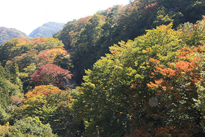 眼鏡橋から見た車道側の紅葉の写真