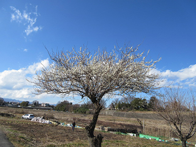 川沿いに際立って見えた１本の梅の木の写真