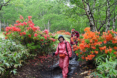 雨が止んだレンゲツツジの咲く登山道を下っている写真