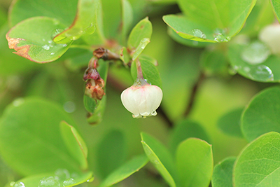 クロマメノキの花の写真