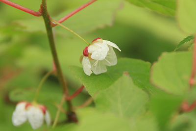 マタタビの花の写真