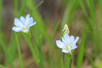 タテヤマリンドウの花の写真