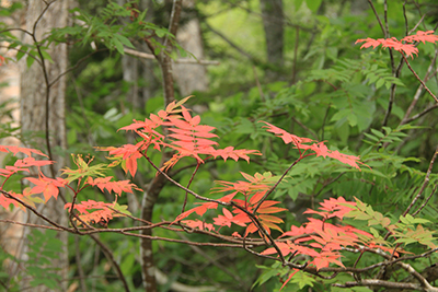 紅葉しているナナカマドの写真